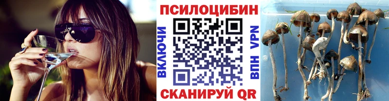 наркошоп  Весьегонск  Галлюциногенные грибы мицелий 